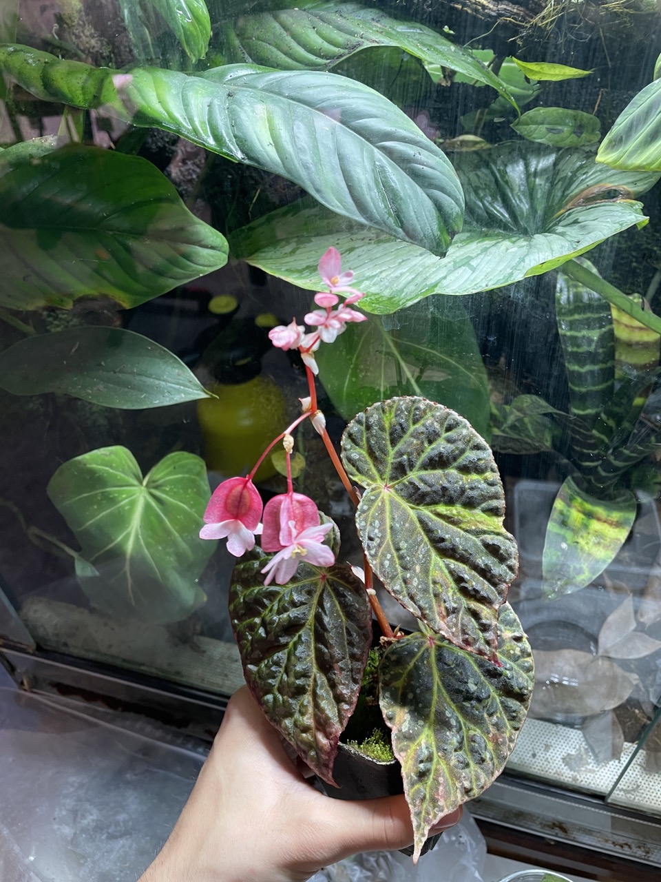 B. ‘Speckled Dragon’